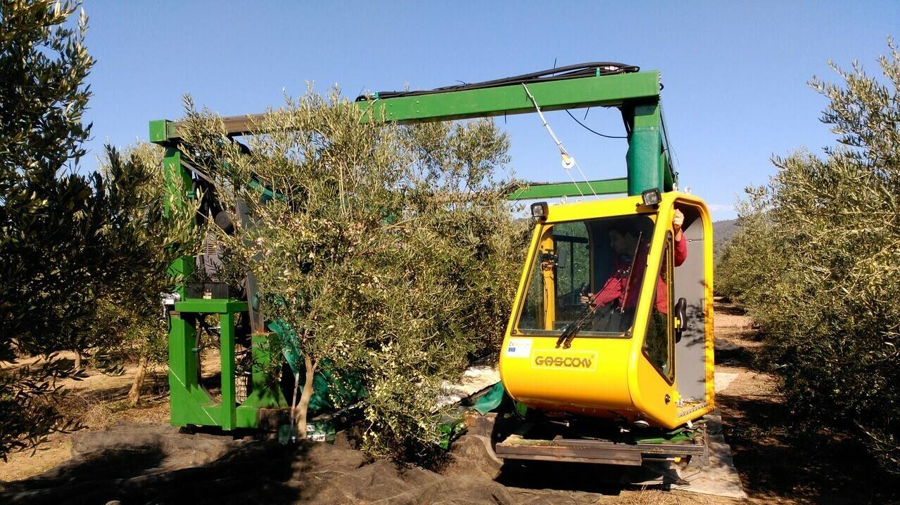 3.- EQUIPO INNOVADOR PARA RECOLECCIÓN DE OLIVAR|1|logo_innolivar|innoliva Córdoba|innolivar Córdoba